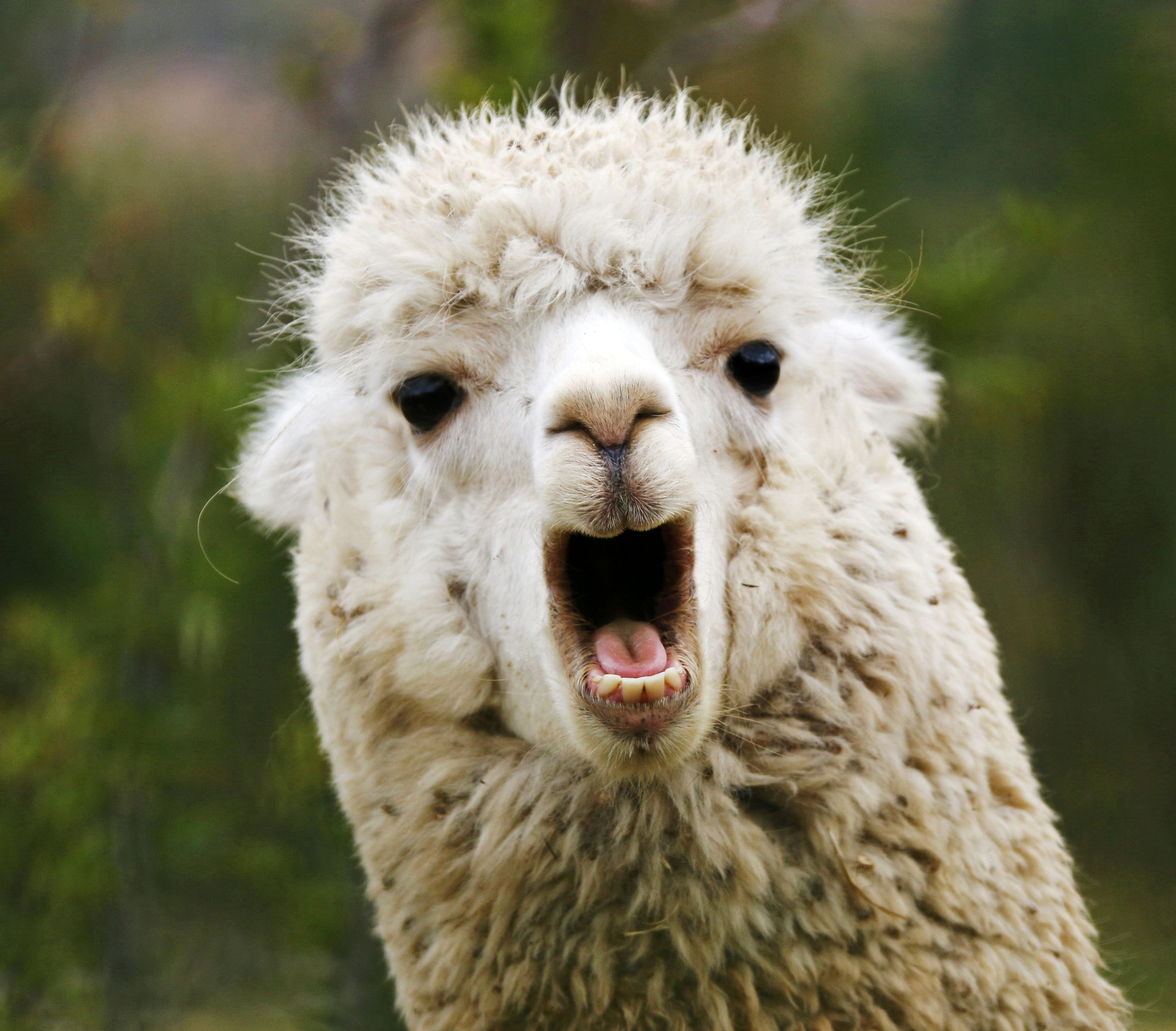 Sorry Boss, Can’t Make It in Today; My Llama is Sick! - HR Daily Advisor3650 x 3198