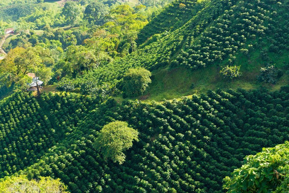 Caldas Coffee Farms