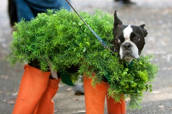 Dog Dressed In Chia Pet Costume