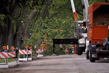 Tree removal. Large tree branch lowered down and prepared for grinding.